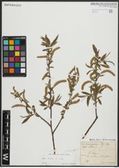 Foto von Salix alba subsp. alba L.